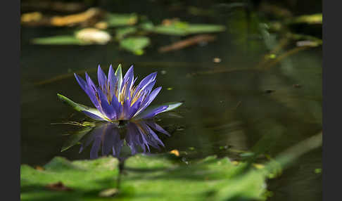 Blauer Lotus (Nymphaea caerulea)