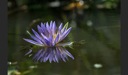 Blauer Lotus (Nymphaea caerulea)