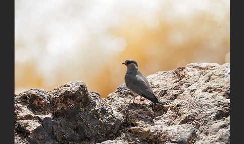 Halsband-Brachschwalbe (Glareola nuchalis)