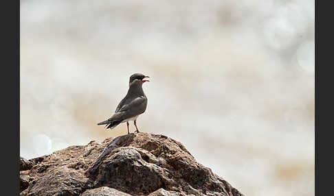 Halsband-Brachschwalbe (Glareola nuchalis)