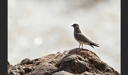 Halsband-Brachschwalbe (Glareola nuchalis)