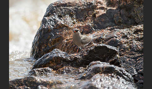 Halsband-Brachschwalbe (Glareola nuchalis)