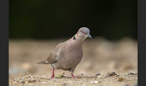 Brillentaube (Streptopelia decipiens)