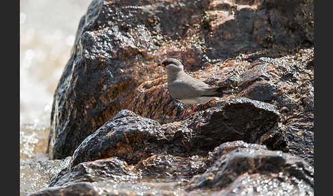 Halsband-Brachschwalbe (Glareola nuchalis)