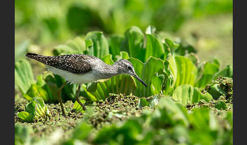 Bruchwasserläufer (Tringa glareola)