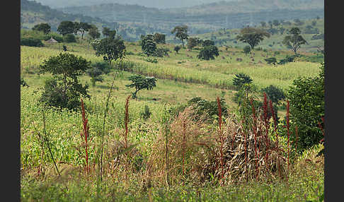 Aethiopien (Ethiopia)