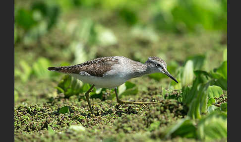 Bruchwasserläufer (Tringa glareola)