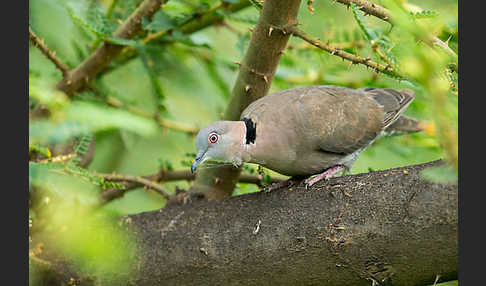 Brillentaube (Streptopelia decipiens)