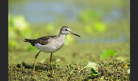 Bruchwasserläufer (Tringa glareola)