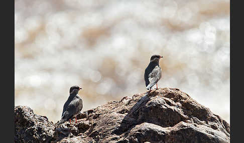 Halsband-Brachschwalbe (Glareola nuchalis)