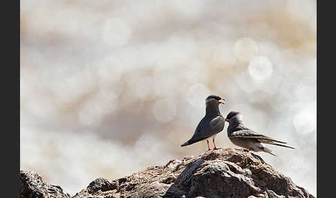 Halsband-Brachschwalbe (Glareola nuchalis)