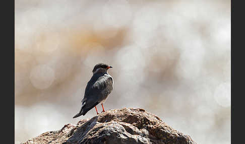 Halsband-Brachschwalbe (Glareola nuchalis)