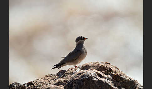 Halsband-Brachschwalbe (Glareola nuchalis)