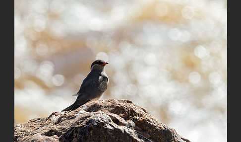 Halsband-Brachschwalbe (Glareola nuchalis)