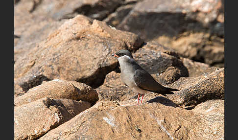 Halsband-Brachschwalbe (Glareola nuchalis)