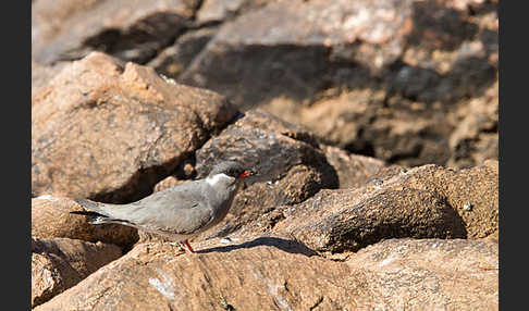 Halsband-Brachschwalbe (Glareola nuchalis)