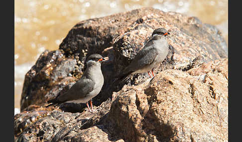 Halsband-Brachschwalbe (Glareola nuchalis)