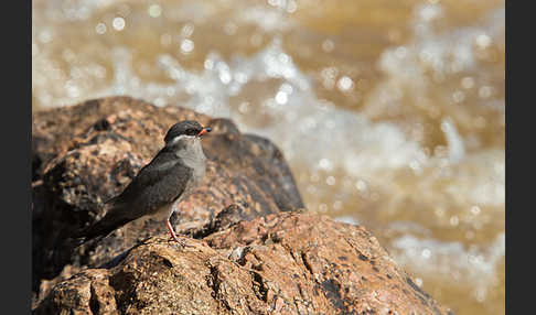 Halsband-Brachschwalbe (Glareola nuchalis)