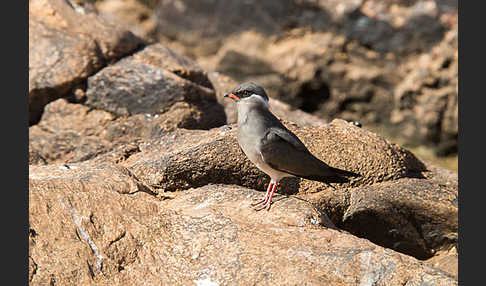 Halsband-Brachschwalbe (Glareola nuchalis)