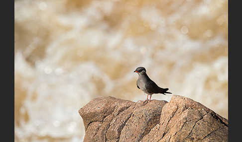 Halsband-Brachschwalbe (Glareola nuchalis)