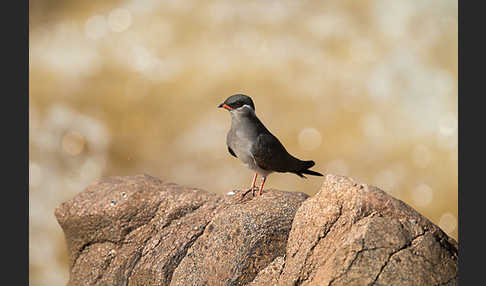 Halsband-Brachschwalbe (Glareola nuchalis)