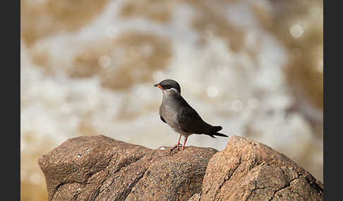 Halsband-Brachschwalbe (Glareola nuchalis)