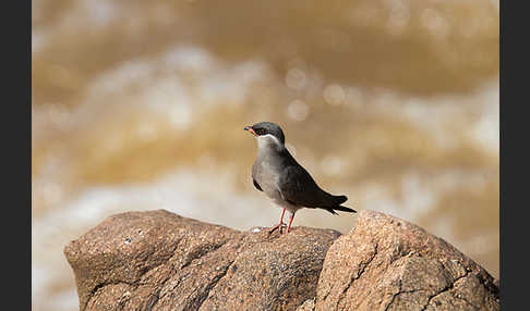 Halsband-Brachschwalbe (Glareola nuchalis)