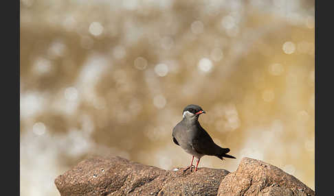 Halsband-Brachschwalbe (Glareola nuchalis)