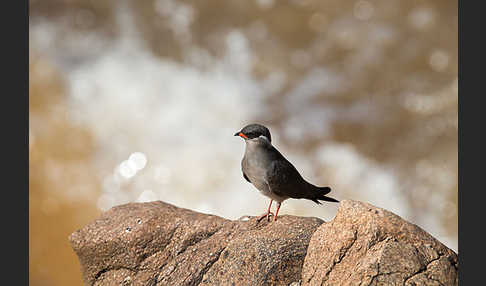 Halsband-Brachschwalbe (Glareola nuchalis)