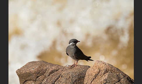 Halsband-Brachschwalbe (Glareola nuchalis)