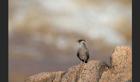 Halsband-Brachschwalbe (Glareola nuchalis)