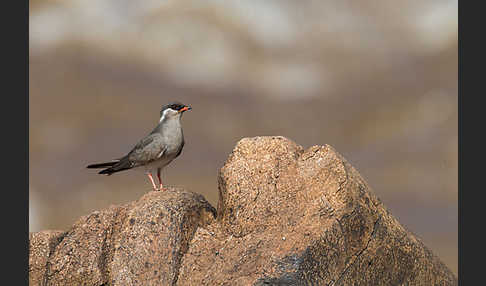 Halsband-Brachschwalbe (Glareola nuchalis)