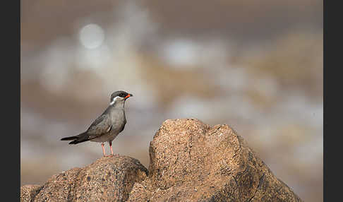 Halsband-Brachschwalbe (Glareola nuchalis)