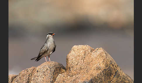 Halsband-Brachschwalbe (Glareola nuchalis)