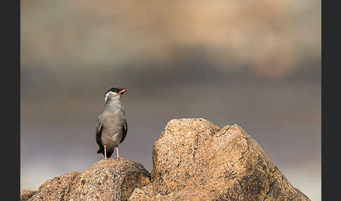 Halsband-Brachschwalbe (Glareola nuchalis)