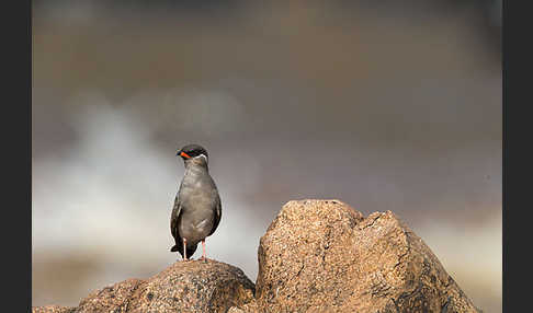 Halsband-Brachschwalbe (Glareola nuchalis)