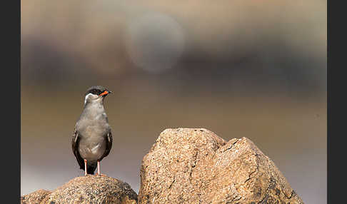 Halsband-Brachschwalbe (Glareola nuchalis)