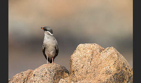 Halsband-Brachschwalbe (Glareola nuchalis)