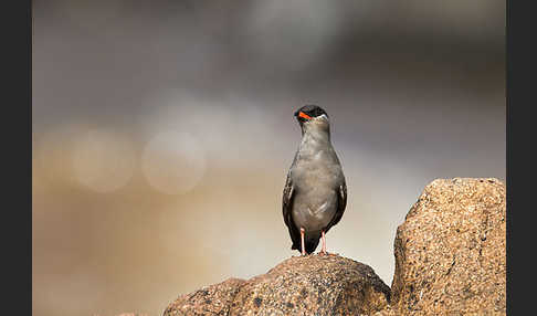 Halsband-Brachschwalbe (Glareola nuchalis)