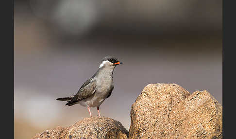 Halsband-Brachschwalbe (Glareola nuchalis)