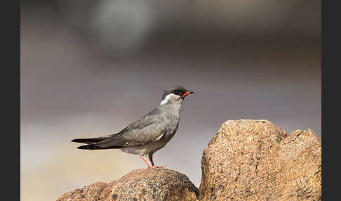 Halsband-Brachschwalbe (Glareola nuchalis)