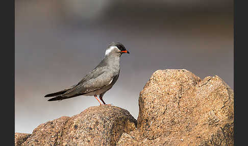 Halsband-Brachschwalbe (Glareola nuchalis)