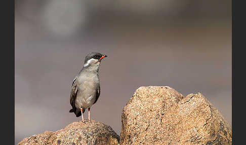 Halsband-Brachschwalbe (Glareola nuchalis)