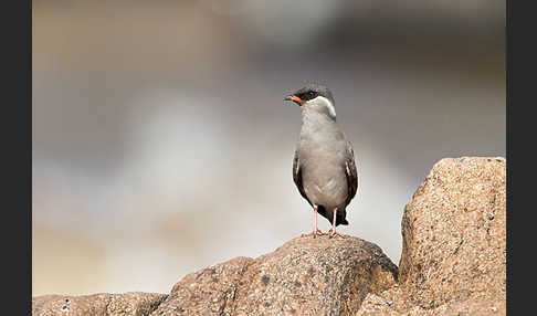 Halsband-Brachschwalbe (Glareola nuchalis)