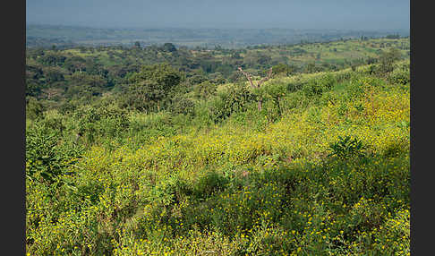 Aethiopien (Ethiopia)