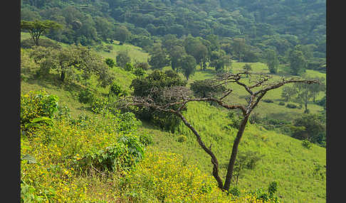 Aethiopien (Ethiopia)