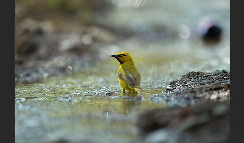 Brillenweber (Ploceus ocularis)