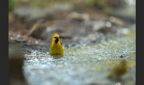 Brillenweber (Ploceus ocularis)