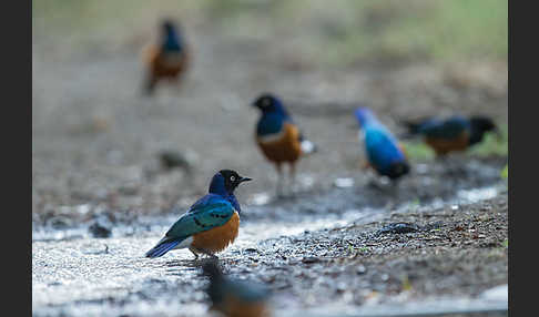 Dreifarben-Glanzstar (Lamprotornis superbus)