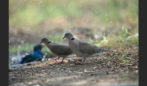 Brillentaube (Streptopelia decipiens)